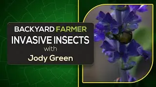 Invasive Insects in Your Backyard | Jody Green on Pest ID & Prevention