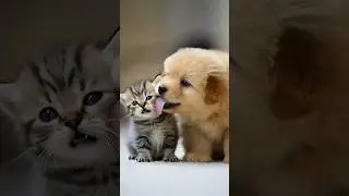 The Gentlest Encounter in the World 🐶🐱💛 #Dog #Cat
