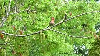 Red Head House Finch (male Haemorhous mexicanus) Singing