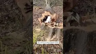 How Did Dog Get Trapped in Tree Trunk? #shorts