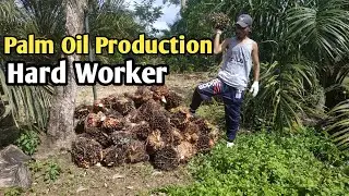 Harvesting Oil Palm Fresh Fruit Bunches In Asian || Palm Oil Indonesian Part 23