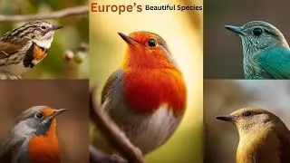 Discover Europe’s Hidden Bird Paradise – Breathtaking Scenes