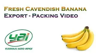 Fresh Cavendish Banana Export - Packing Video | Yuvaraju Agro Impex