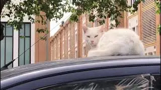 Garfield 😺🐈 tomando el sol ☀🌝 en su cochazo BMW 🚙🚙🚙😍😍😍
