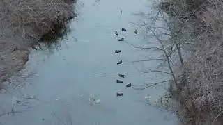 Aerial Footage of Wild Ducks in their Natural Habitat