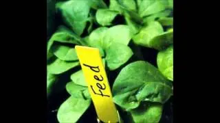 FEED- Funky Outro