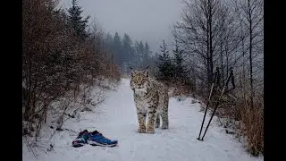 Ranní běh okolo Ostrého přes vrchol Skalky a psí hřbitov, mráz a mlha 4K