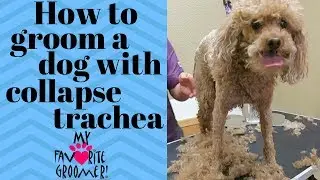 Grooming a dog with collapse trachea