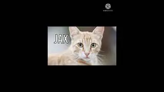 Top 100 Best Cat Name , Most popular Cat Name , Hapl Name you Cat or Kitten 🐈