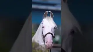 my dream #horsewaleajju #horseenthusiast #equestrianjourney  #horse