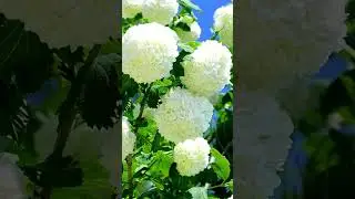 Snowball Tree Beauty : A Stunning Showcase of White Floral Elegance |