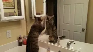 Justin James Watt, the Kitty in training