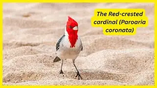The Red-Crested Cardinal: A Stunning Symbol of South American Wildlife |#birds #birdslovers