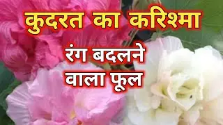 एक अनोखा फूल जो दिन में 3 बार रंग बदलता है/ Cotton Rose Flower/ Colour Changing Rose Plant