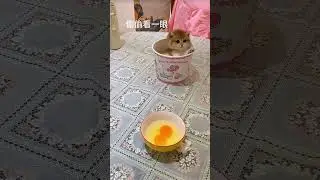 KITTEN Helps Parents in the Kitchen! #cuteanimals
