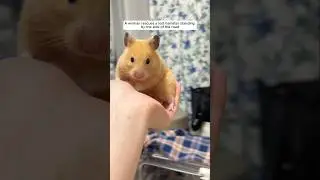 A woman rescues a lost hamster standing by the side of the road