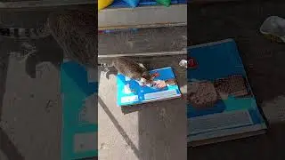Every Feral Cat deserves love! 🐱 | farrow cats