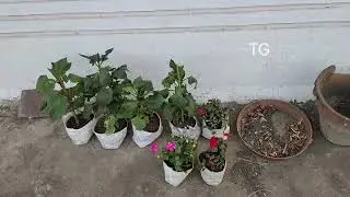 I bought the plants early in the morning.