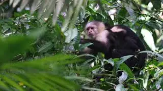 Birdwatching in Panama 2023 - Day 2