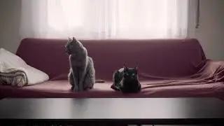 CATVID-19