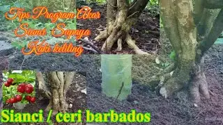 Program Akar Sianci 🍒 Barbados #sianci#Sianci#bonsai#Bonsai#bonsaitree#programakar