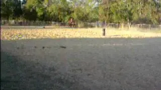 Nice kids playday horse FAST!