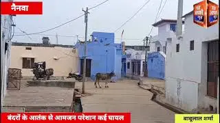 बंदरों के आतंक से आमजन परेशान कई घायल