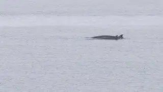 Northern Bottlenose Whales, Sound of Raasay  |  03/08/2022