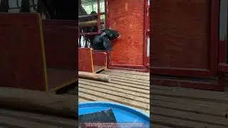 Goat Intelligence: Using Teeth & Horns to Unlatch a Gate