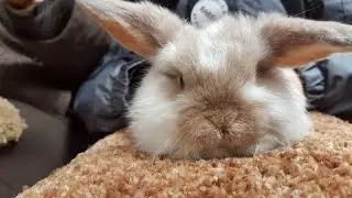 Farm visit...cute baby goats, feeding lambs, stroking rabbits!**HD Video**