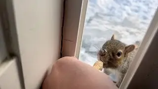 Chipmunks, Red Squirrels and Gray Squirrels 2025