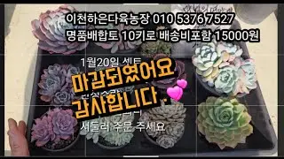 2026년 1월 20일 셋트판매 착한가격 #다육식물 #다육이판매 #다육이흙 #다육농장 #다육키핑 #배합토 #분갈이흙 