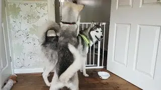 Puppy Husky wants to play!