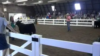 Treinen Cattle - Clay County Fair Comments