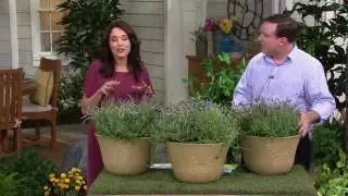 Breck's Mammoth 3 pc. Fragrant Lavender Sweet Romance on QVC