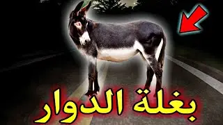 قصص رعب : قصة رعب واقعية لدوار كانت كتخرج ليهم بغلة فالطريق وعندما احذروا السلطات كانت المفاجأة لن ت