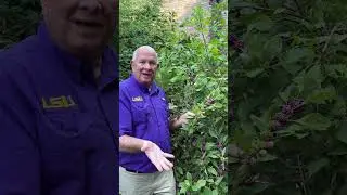 How to Grow American Beautyberry