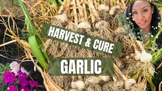 Harvesting And Curing Your Homegrown Garlic For Long Term Storage-Beginner's Guide