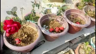 How to make beautiful ladybug 🐞with waste walnut shell || DIY garden miniature ||