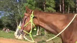 Horse For Sale, Gentle Kid Safe Mare