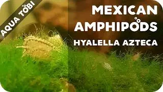 Hyalella azteca / Mexican Amphipods / Mexikanischer Flohkrebs