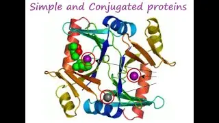 Proteins Lecture 2: Simple and Conjugated proteins