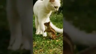 A cat who loves a squirrel's kissㅣ #cat #kitten #cute #squirrel