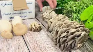 Local Rhode Island Mushrooms - Chef Mix box