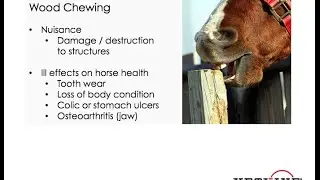 Wood Chewing and Crib Biting Behavior in Horses