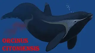 orcinus citoniensis