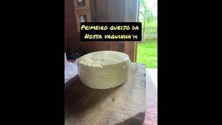 Tirando leite da Mococa 
