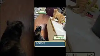 Pokemon ORANGE CAT uses SCARY FACE! - EeveeSite #pokemon #pokemonmeme #pokemonbattle #irlpokemon