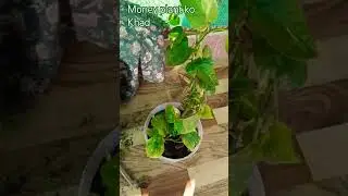 #katha #motivational #garden # money plant care # viral short