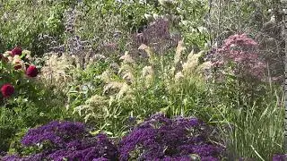 Wildflower Meadow - Royalty Free Stock Footage